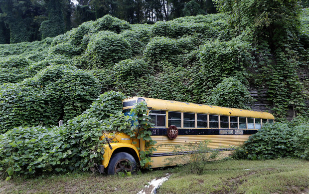 Invasion of the Mustard Plants!