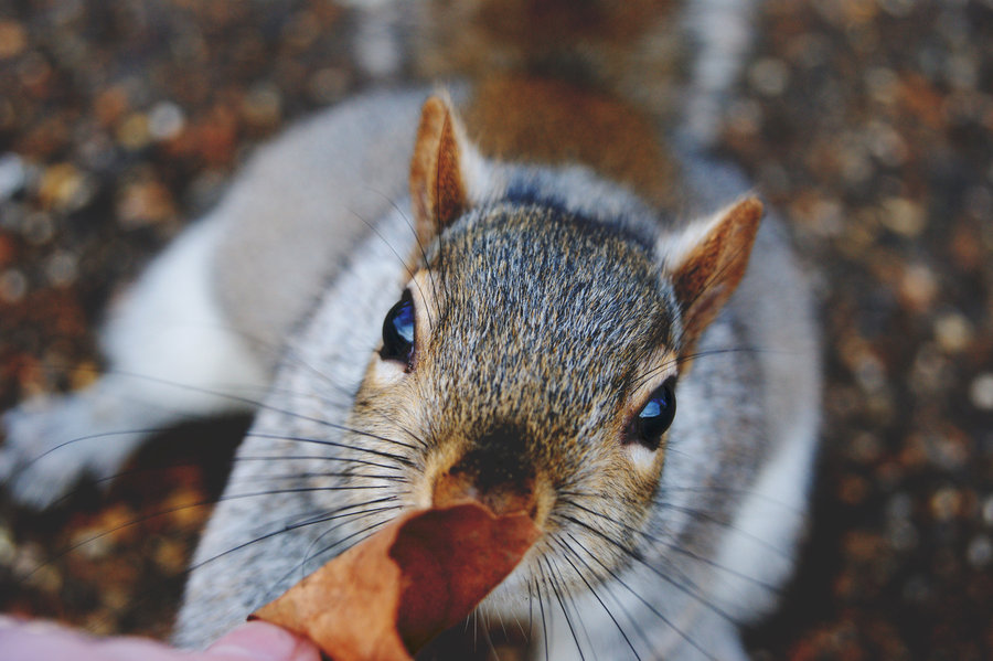 Of Squirrels and Women