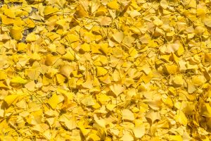 Ginkgo Leaves